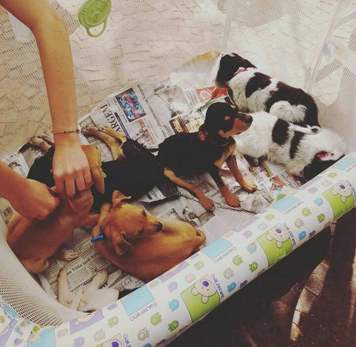 Feira de Adoção