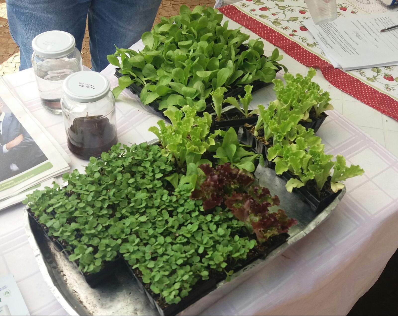Feira de Adoção
